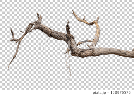 Dry branches isolated on a transparent background. Dry branches isolated on a transparent background. 138976576