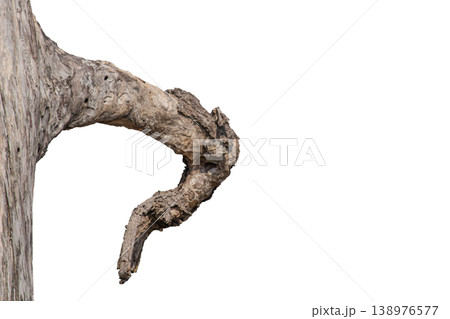 Dry branches isolated on a transparent background. Dry branches isolated on a transparent background. 138976577