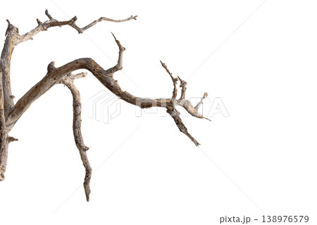 Dry branches isolated on a transparent background. Dry branches isolated on a transparent background. 138976579