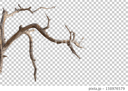Dry branches isolated on a transparent background. Dry branches isolated on a transparent background. 138976579