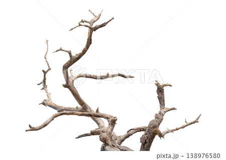 Dry branches isolated on a transparent background. Dry branches isolated on a transparent background. 138976580