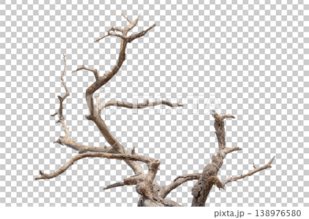 Dry branches isolated on a transparent background. Dry branches isolated on a transparent background. 138976580
