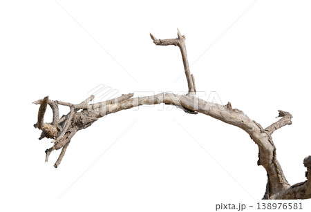 Dry branches isolated on a transparent background. 138976581
