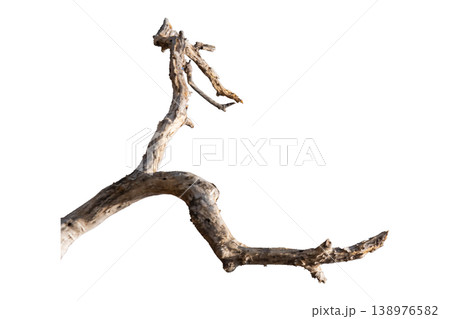Dry branches isolated on a transparent background. Dry branches isolated on a transparent background. 138976582