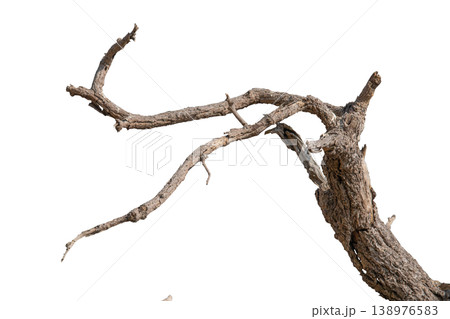Dry branches isolated on a transparent background. 138976583