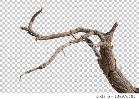 Dry branches isolated on a transparent background. Dry branches isolated on a transparent background. 138976583