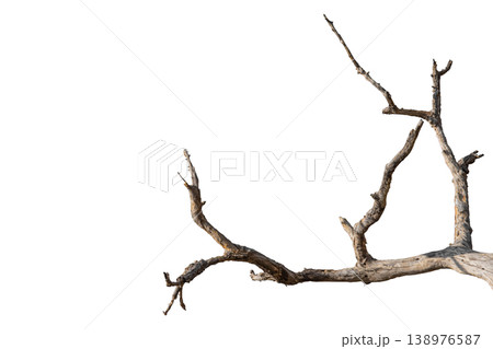 Dry branches isolated on a transparent background. Dry branches isolated on a transparent background. 138976587