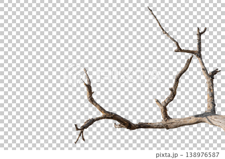Dry branches isolated on a transparent background. Dry branches isolated on a transparent background. 138976587