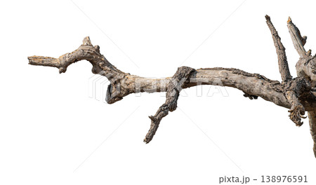 Dry branches isolated on a transparent background. Dry branches isolated on a transparent background. 138976591