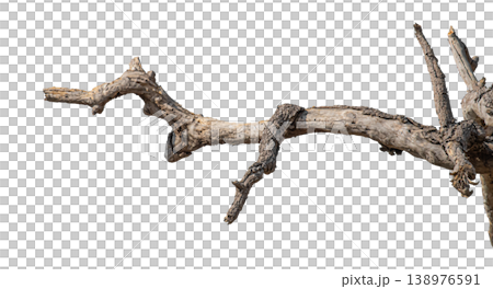 Dry branches isolated on a transparent background. Dry branches isolated on a transparent background. 138976591