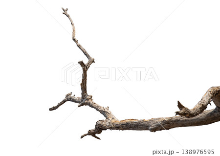 Dry branches isolated on a transparent background. Dry branches isolated on a transparent background. 138976595