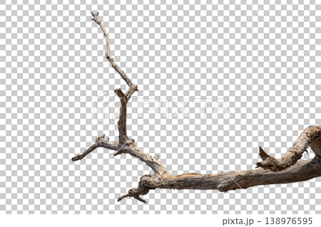 Dry branches isolated on a transparent background. Dry branches isolated on a transparent background. 138976595
