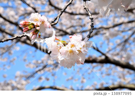 桜、サクラ、さくら 138977095