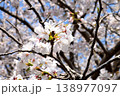 桜、サクラ、さくら 138977097