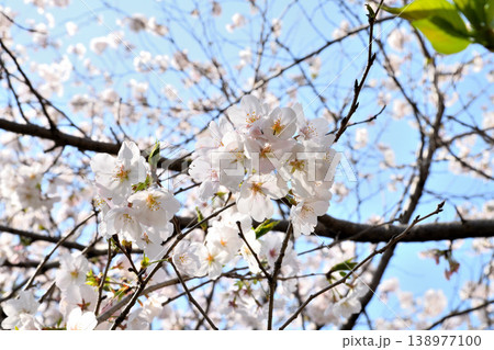 桜、サクラ、さくら 138977100