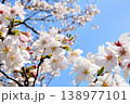 桜、サクラ、さくら 138977101