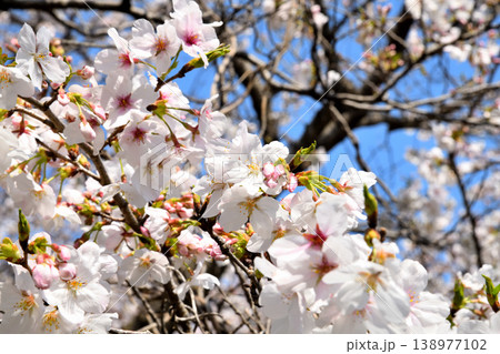 桜、サクラ、さくら 桜、サクラ、さくら 138977102