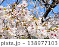桜、サクラ、さくら 138977103