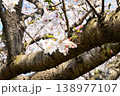 桜、サクラ、さくら 138977107