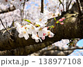 桜、サクラ、さくら 138977108