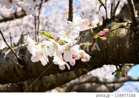 桜、サクラ、さくら 138977108