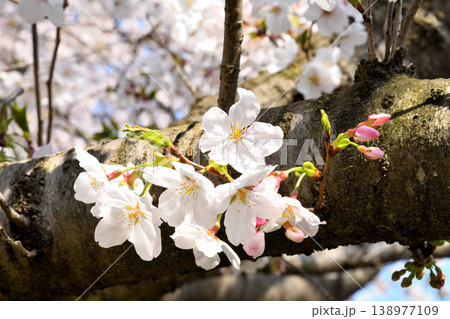 桜、サクラ、さくら 桜、サクラ、さくら 138977109