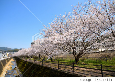 桜、サクラ、さくら 桜、サクラ、さくら 138977114