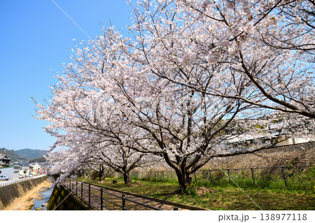 桜、サクラ、さくら 138977118