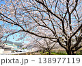 桜、サクラ、さくら 138977119