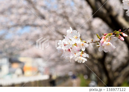 桜、サクラ、さくら 138977122