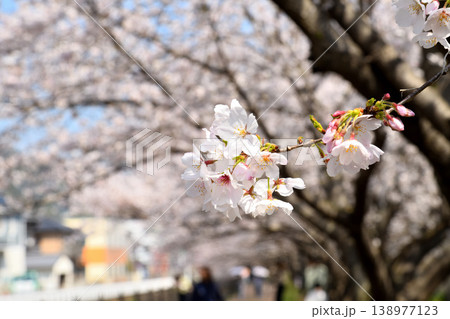 桜、サクラ、さくら 138977123