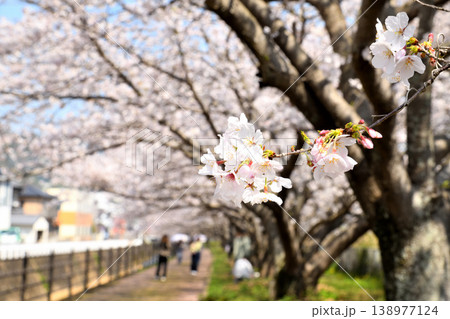 桜、サクラ、さくら 桜、サクラ、さくら 138977124