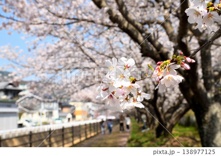 桜、サクラ、さくら 桜、サクラ、さくら 138977125