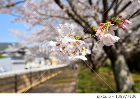 桜、サクラ、さくら 138977130