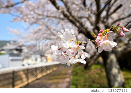 桜、サクラ、さくら 138977131