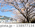 桜、サクラ、さくら 138977134