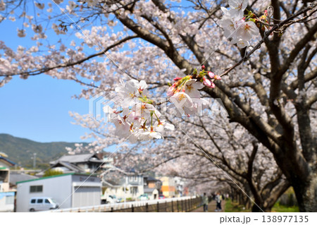桜、サクラ、さくら 桜、サクラ、さくら 138977135