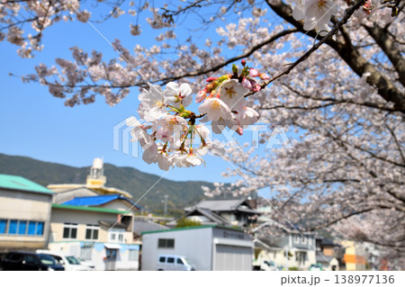 桜、サクラ、さくら 138977136