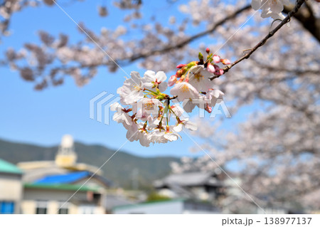 桜、サクラ、さくら 桜、サクラ、さくら 138977137