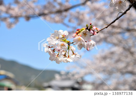 桜、サクラ、さくら 138977138
