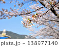 桜、サクラ、さくら 138977140