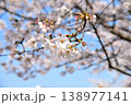 桜、サクラ、さくら 138977141