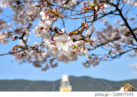 桜、サクラ、さくら 138977143