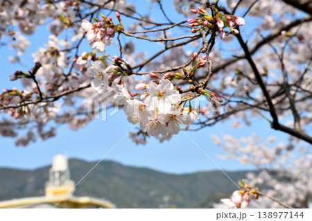 桜、サクラ、さくら 138977144