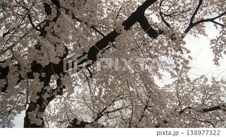 Seoul National Cemetery Seoul National Cemetery 138977322