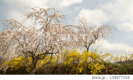 Seoul National Cemetery 138977356