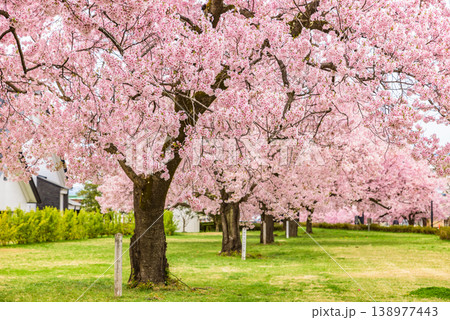 満開の桜 福島県会津若松市 満開の桜 福島県会津若松市 138977443
