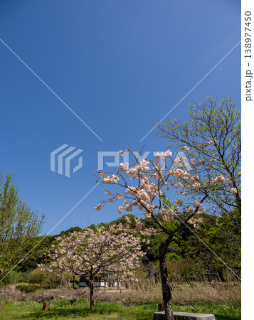 青空の下で公園に咲き始めた八重桜（千葉県松戸市・21世紀の森と広場 138977450