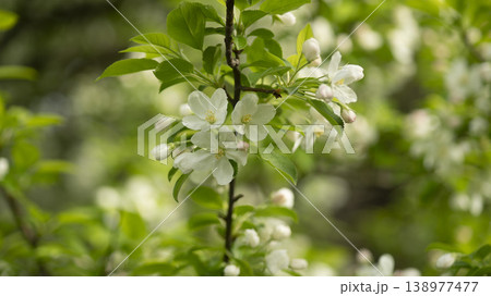 crabapple blossoms 138977477