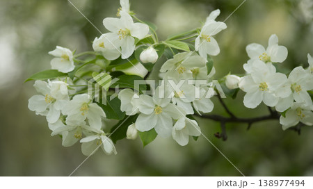 crabapple blossoms 138977494